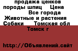 продажа ценков породы шпиц  › Цена ­ 35 000 - Все города Животные и растения » Собаки   . Томская обл.,Томск г.